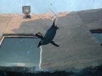 ���ԃy���M���B